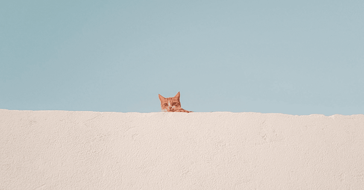 Is Dubai Pet Friendly?